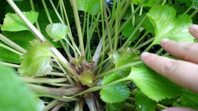 Wasabi: Why Invest In 'The Hardest Plant To Grow'? - Bbc News